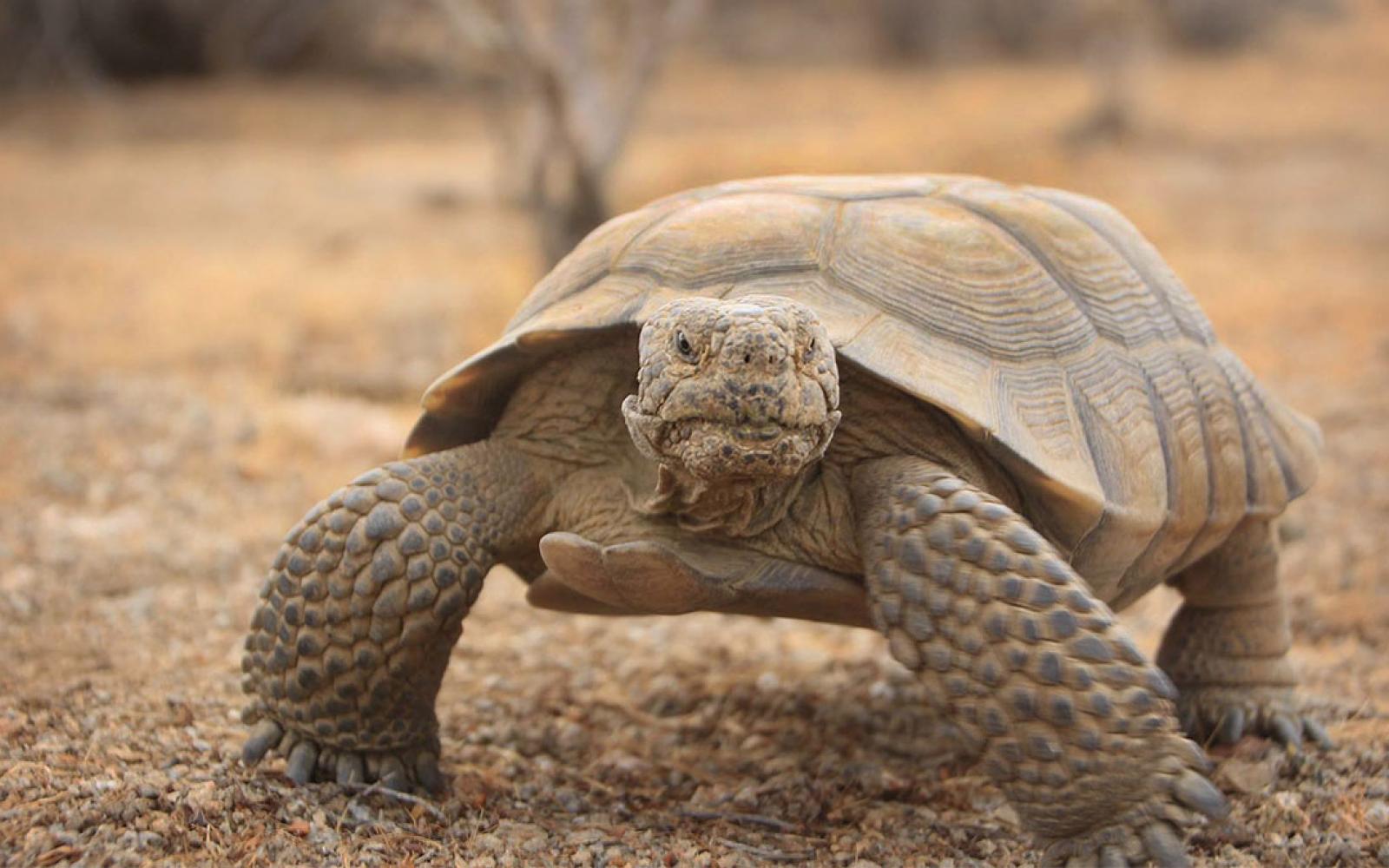 The Desert Tortoise