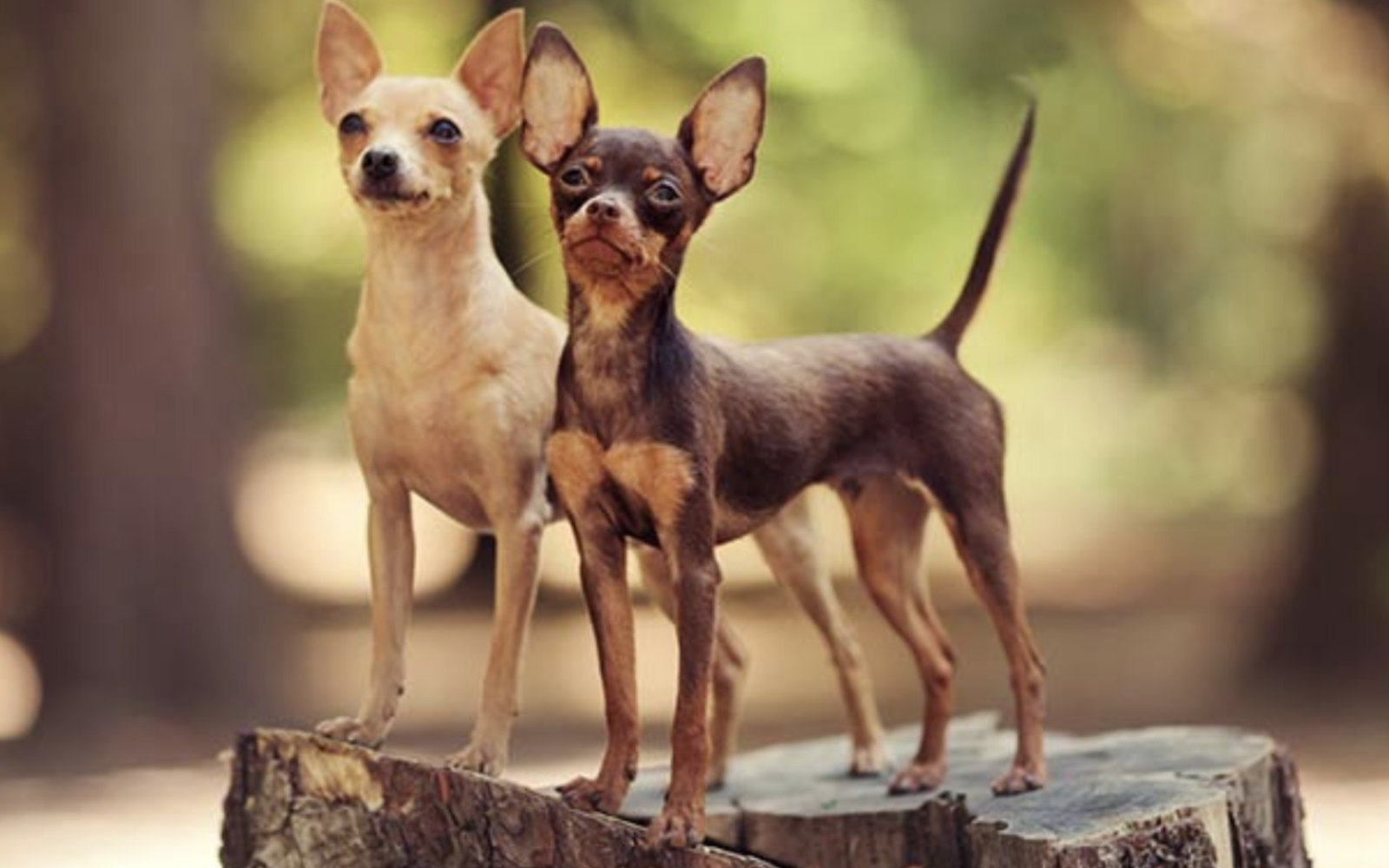 Russian Toy Terrier
