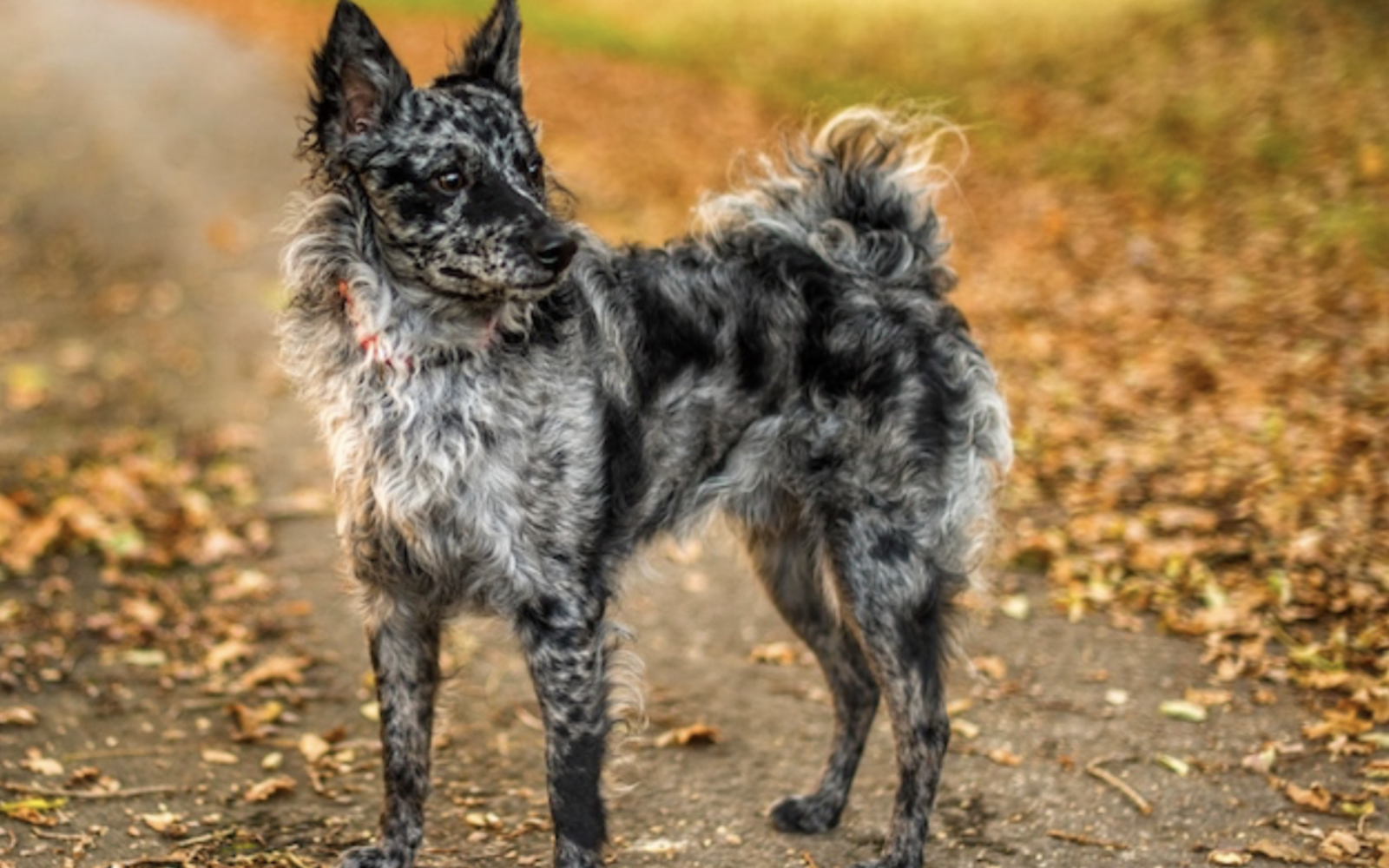 Mudi, Hungarian Herding Dog