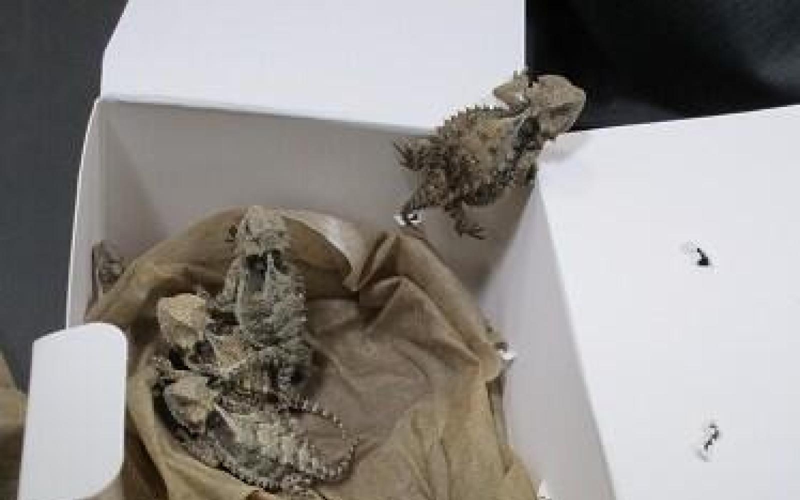 Horned Lizards Seized by Border Patrol (Contributed/CBP)