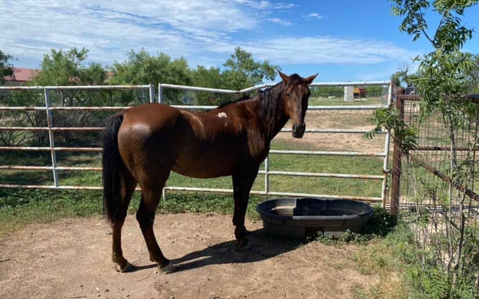 Stray Horse Found in east San Angelo (Contributed/COSA)