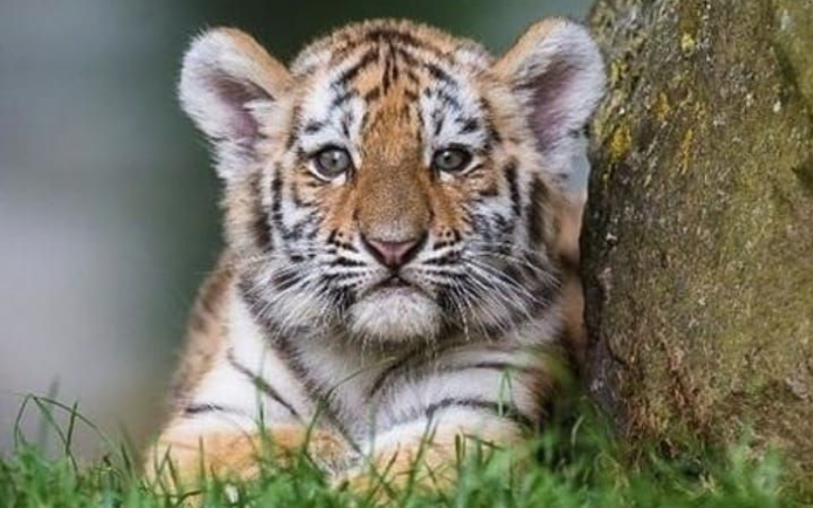 Tiger Cub (Contributed/pinterest.com)