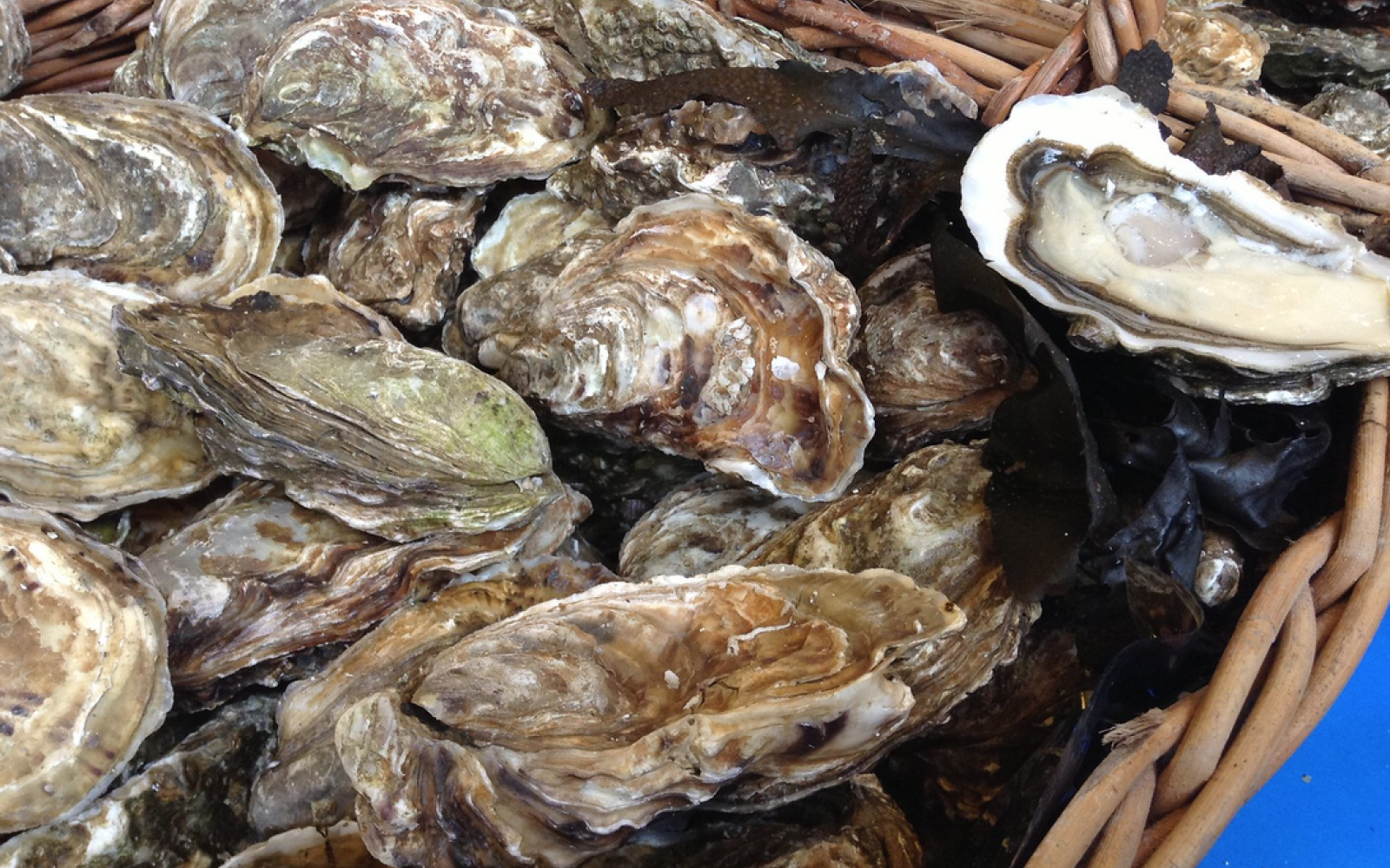 Texas Oysters (Contributed/TPWD)