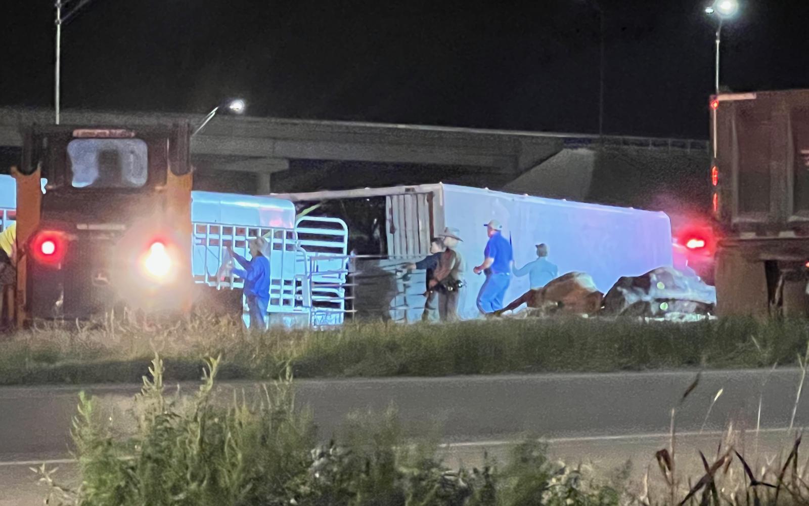 Mass Cattle Casualty Crash Closes Loop 306 on Nov. 3, 2022