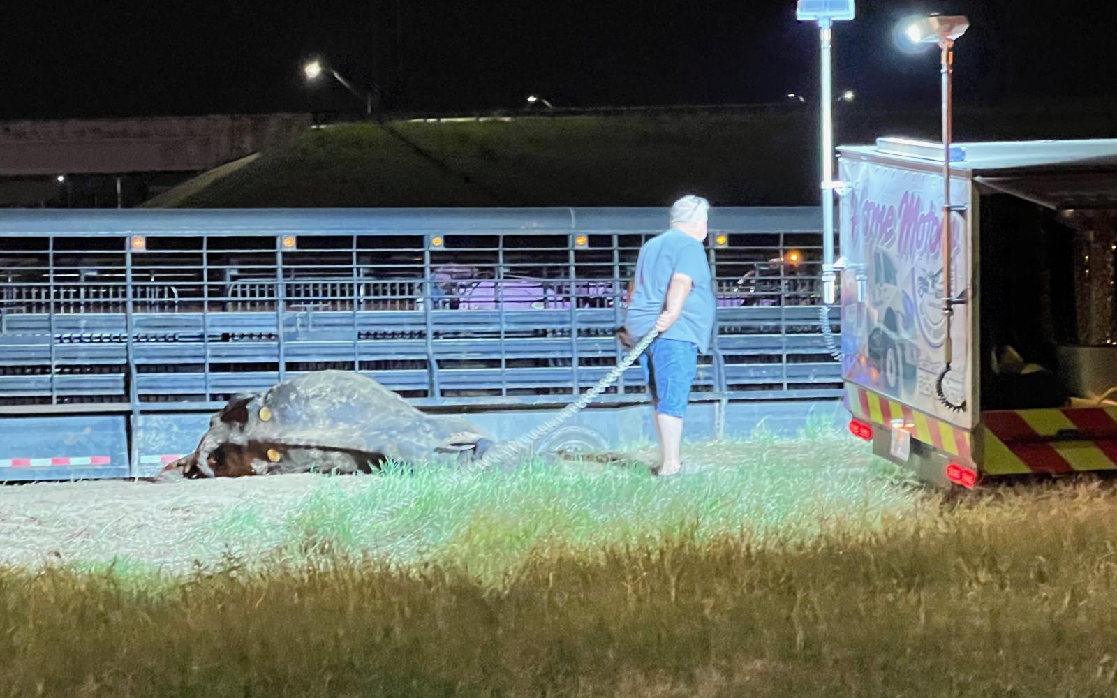 Mass Casualty Crash Kills Many Cows on November 3, 2022