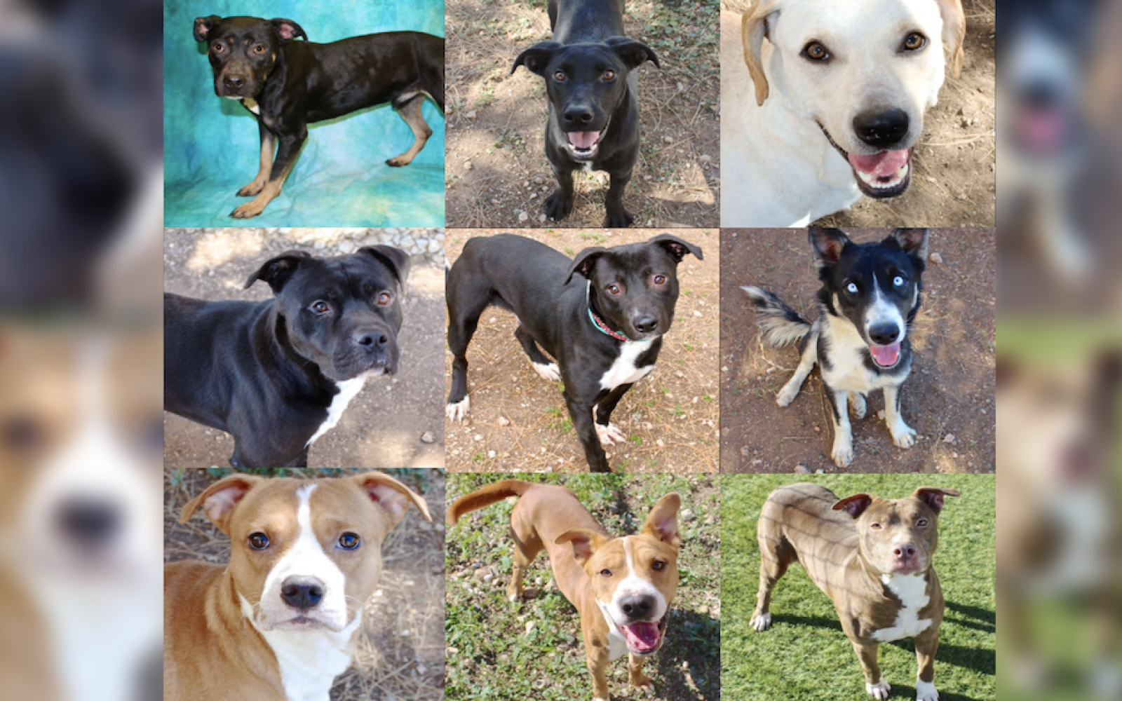 9 Dogs to be Euthanized in San Angelo