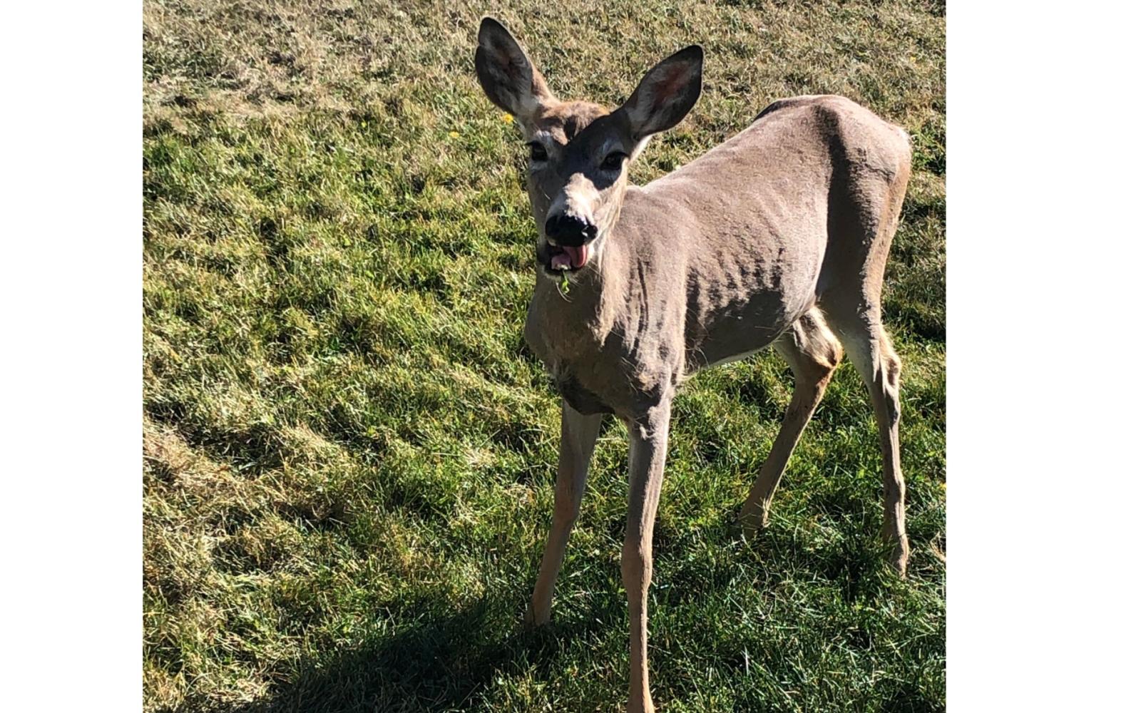 Chonic Wasting Disease (Courtesy/reddit)