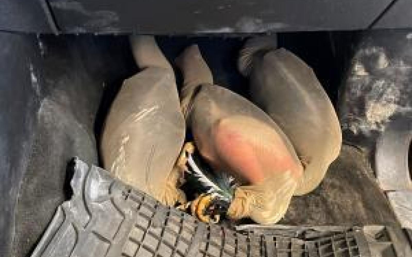 Hidden Roosters (Courtesy/CBP)