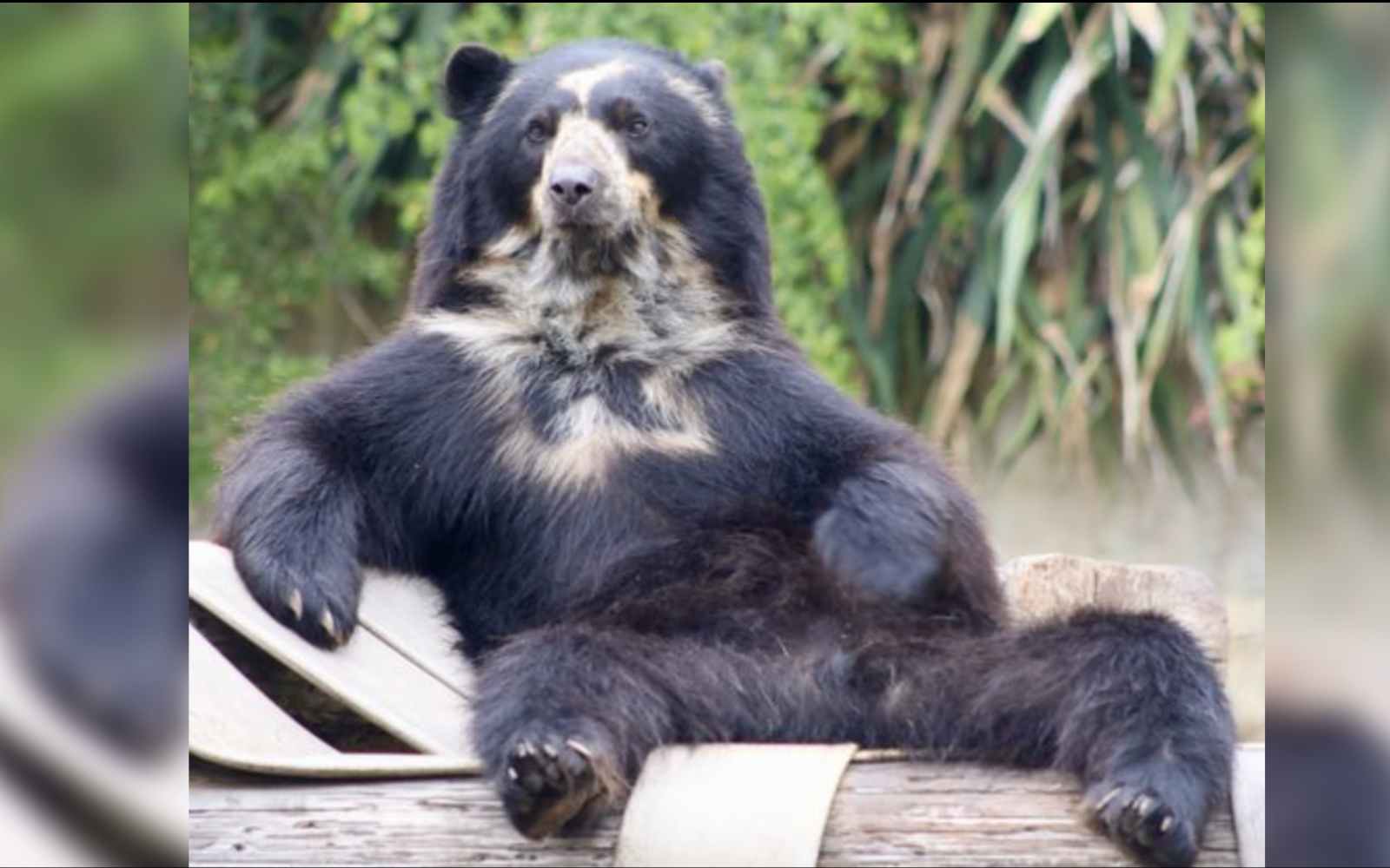 Curt, the Spectacled Bear