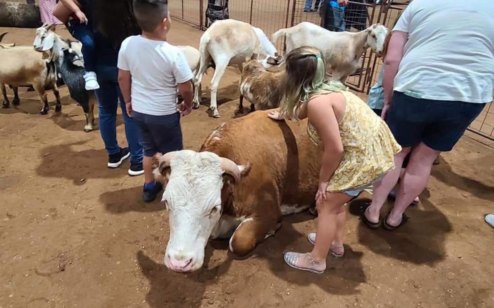 KId petting zoo