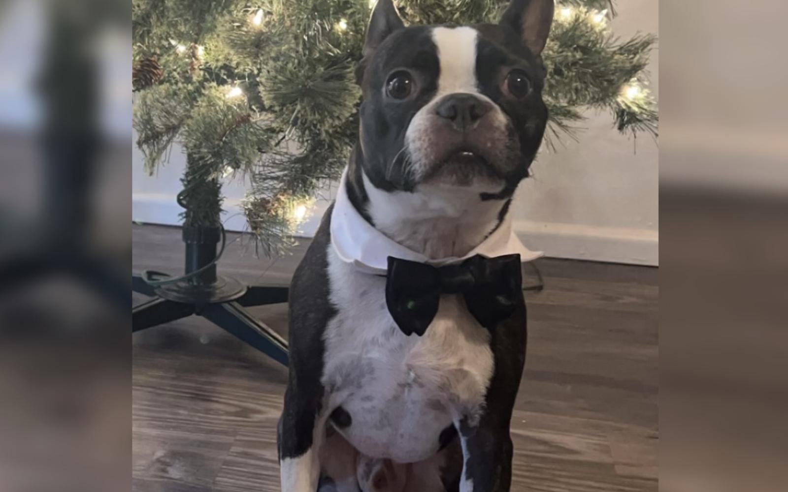 Jackson in his Sunday Best