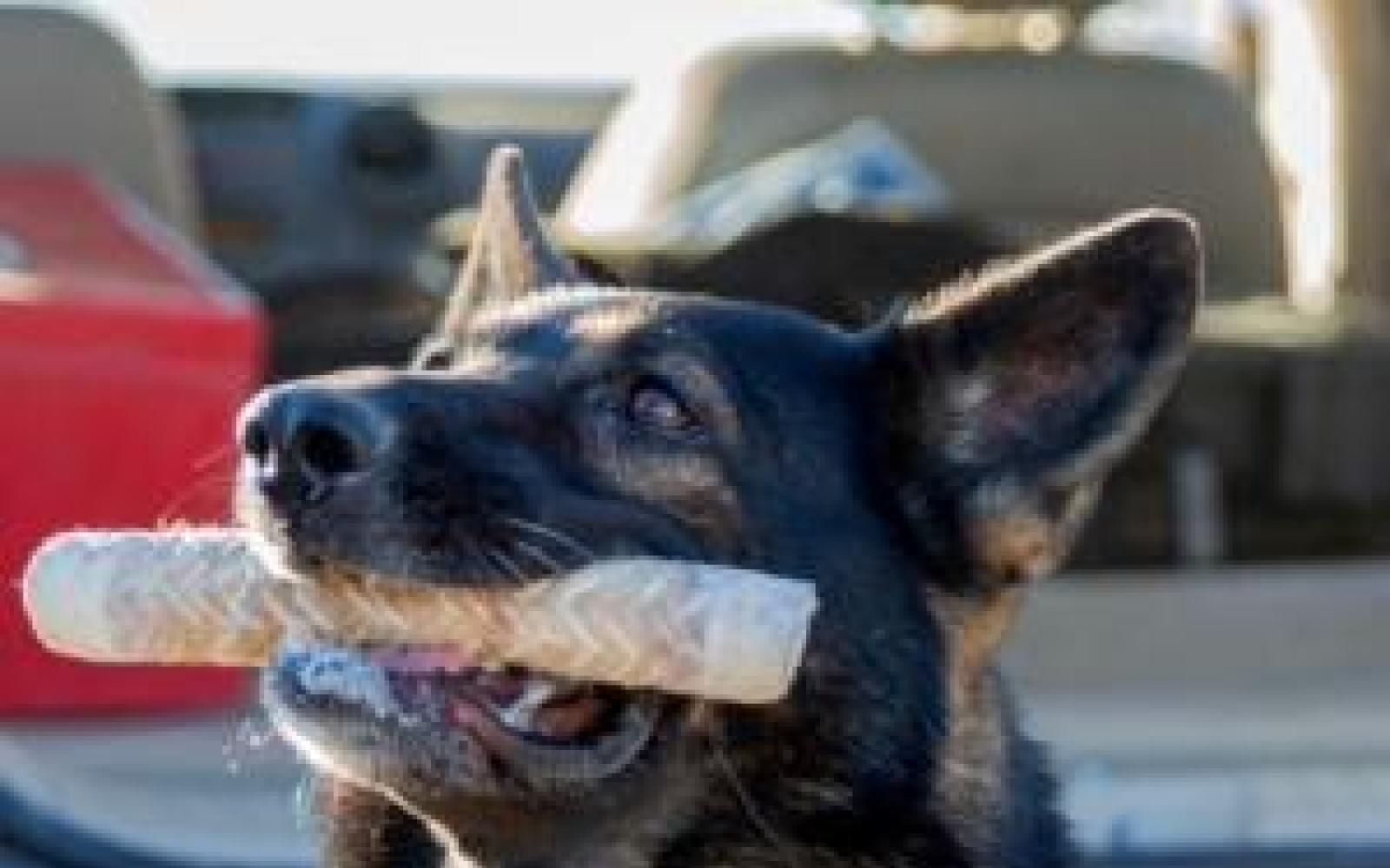 Border Patrol K-9 (Courtesy CBP)