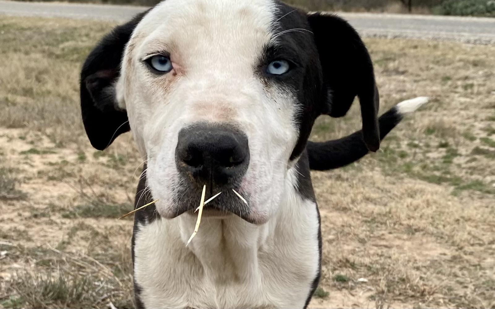Dog Abandoned Near EQ on Knickerbocker Road