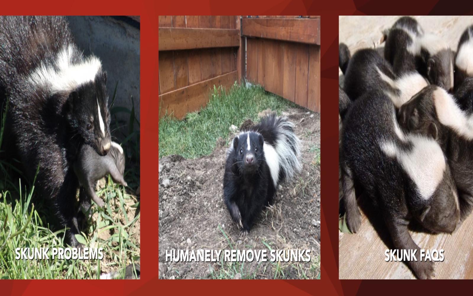 Skunk Problems