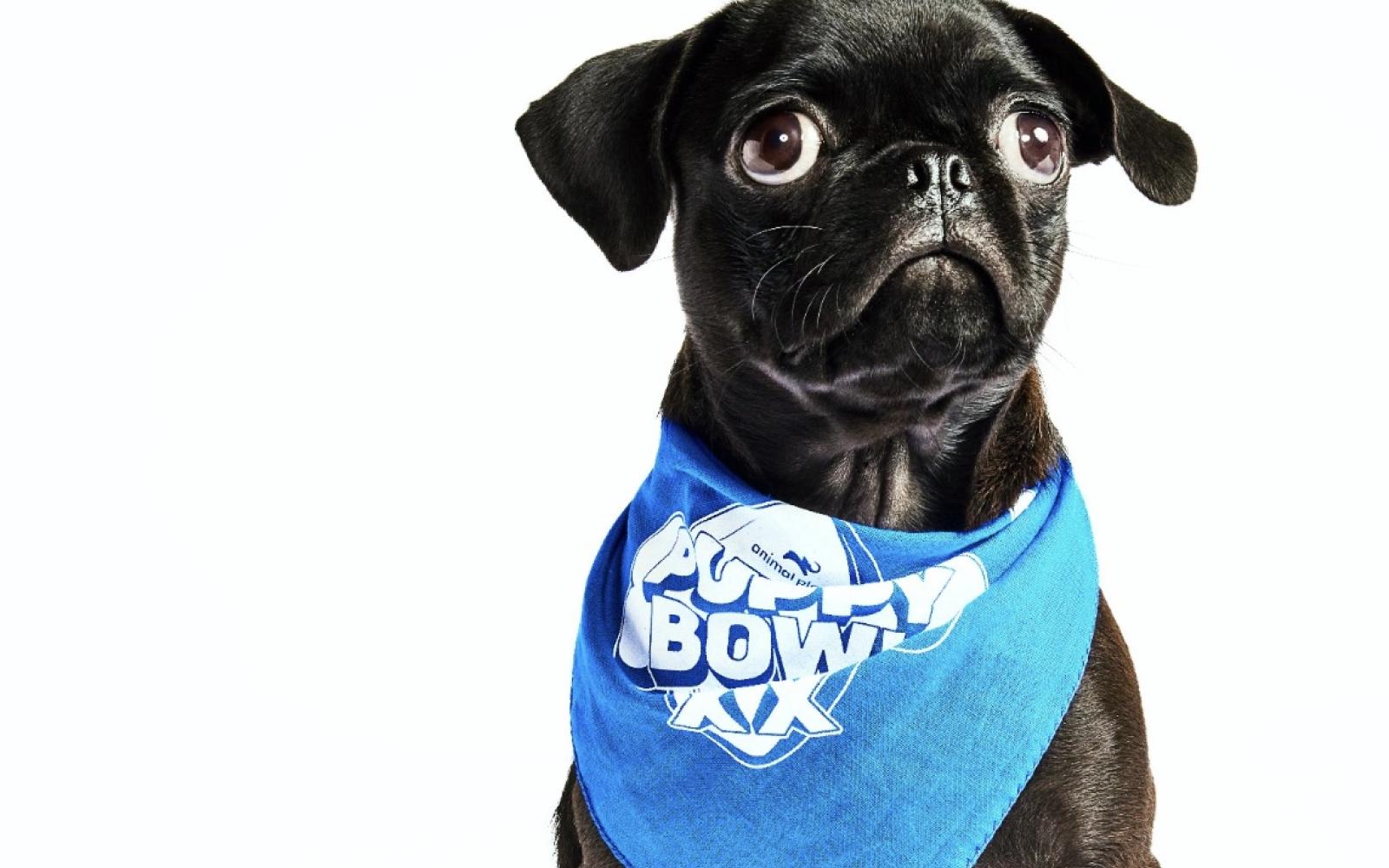 Puppy Bowl Pug