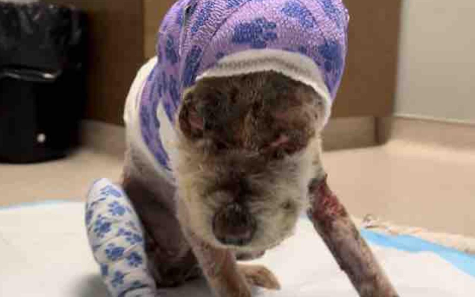 Phoenix After Surgery