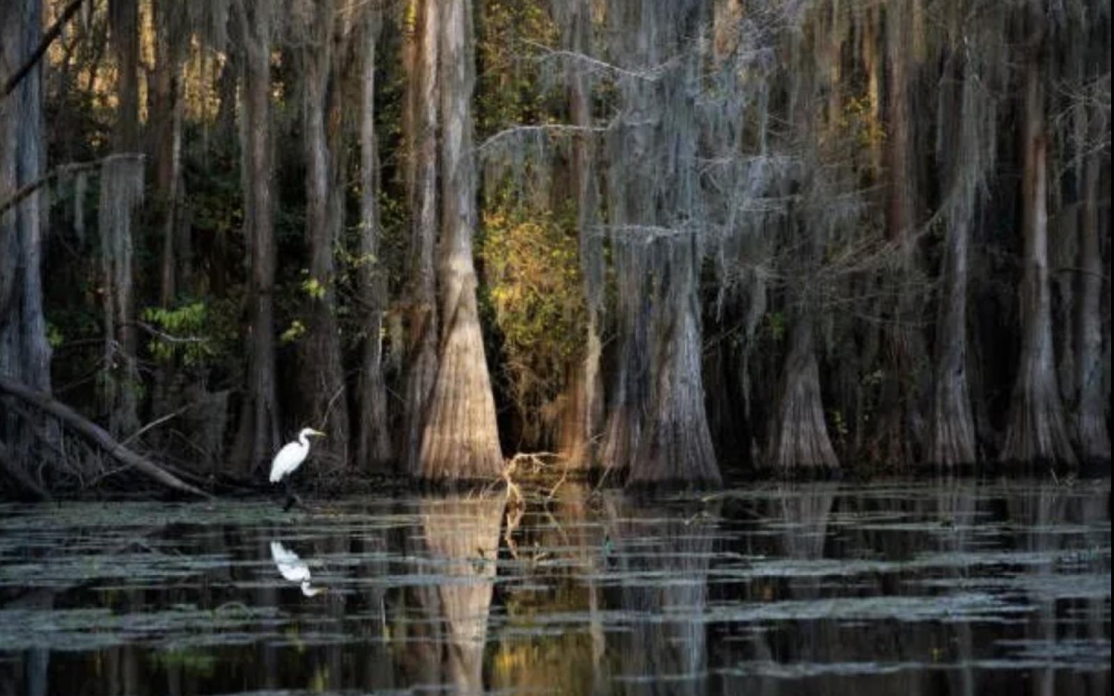 Texas Wildlife