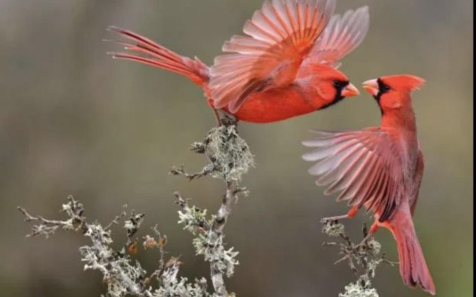 Texas Wildlife