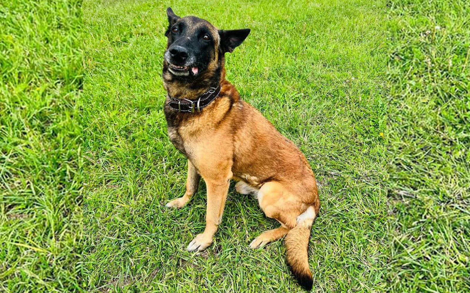 Fort Stockton police alerted citizens of the city that their K9 working dog, named "Fauce," slipped out the front door of the police station.