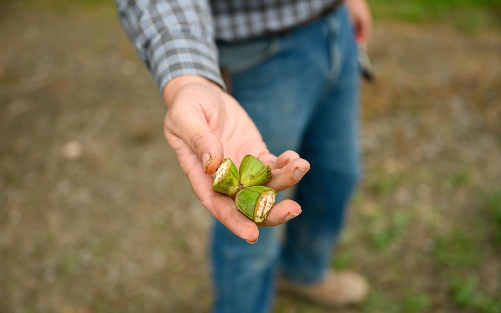 General Manager Zachary Swick shows freshly picked pecans.