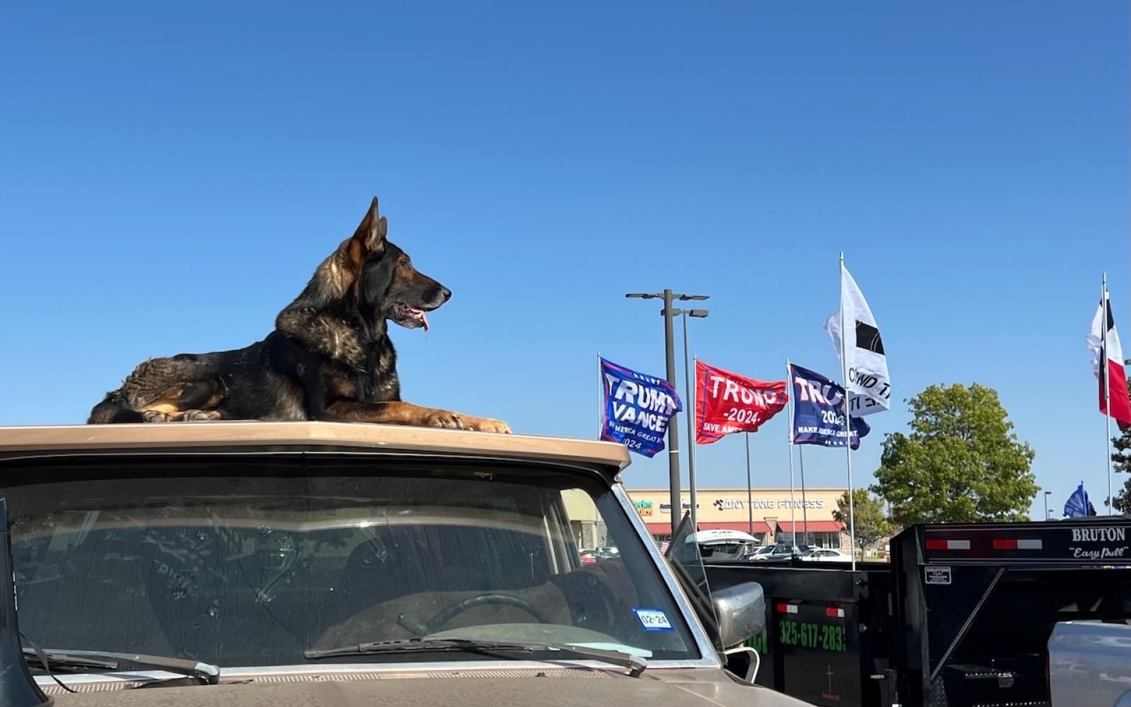 Trump caravan in San Angelo on Oct 12, 2024