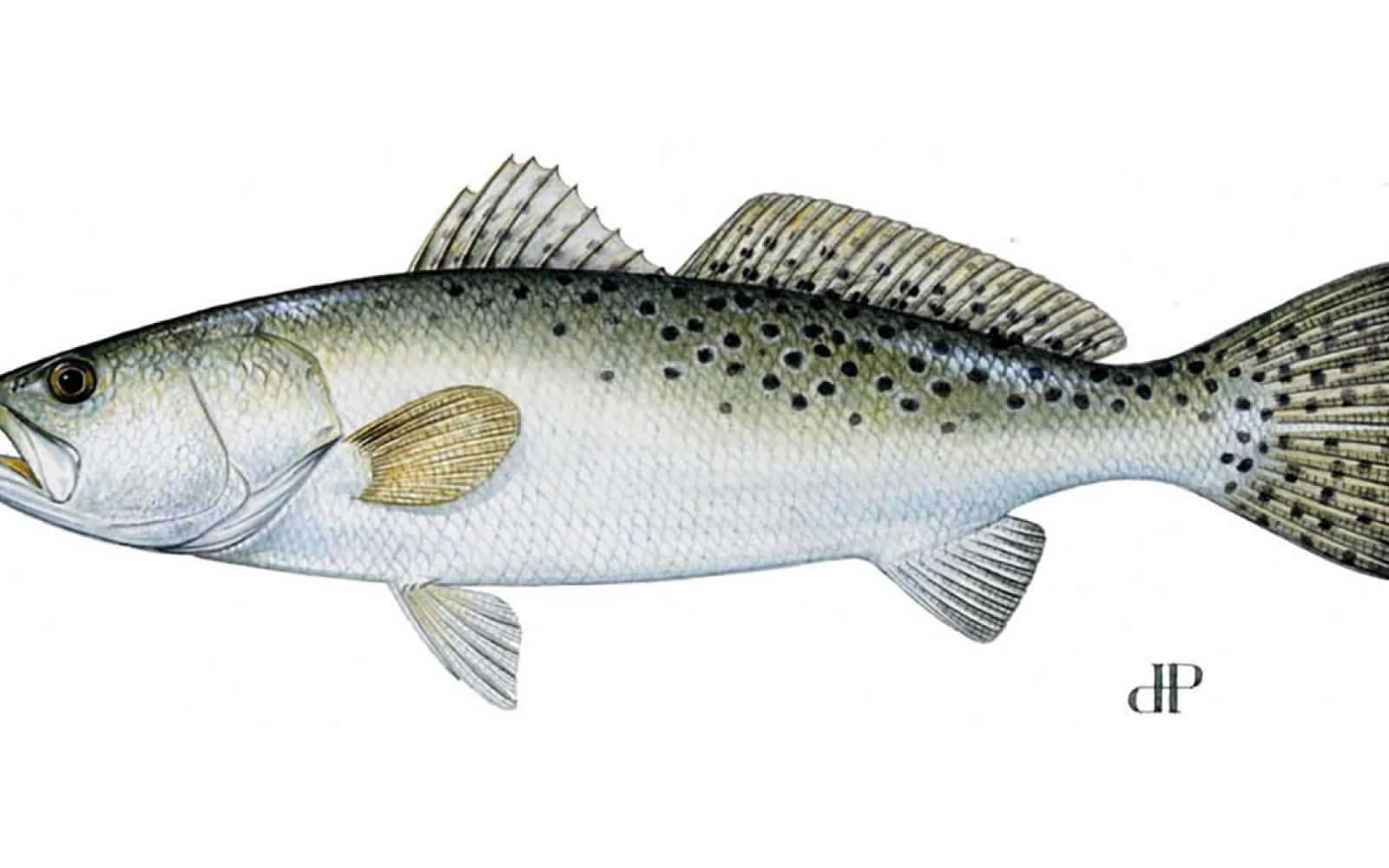 ‘Well, the trout will find a school of shad and eat so many of them they throw up, and that makes the water smooth on top.’