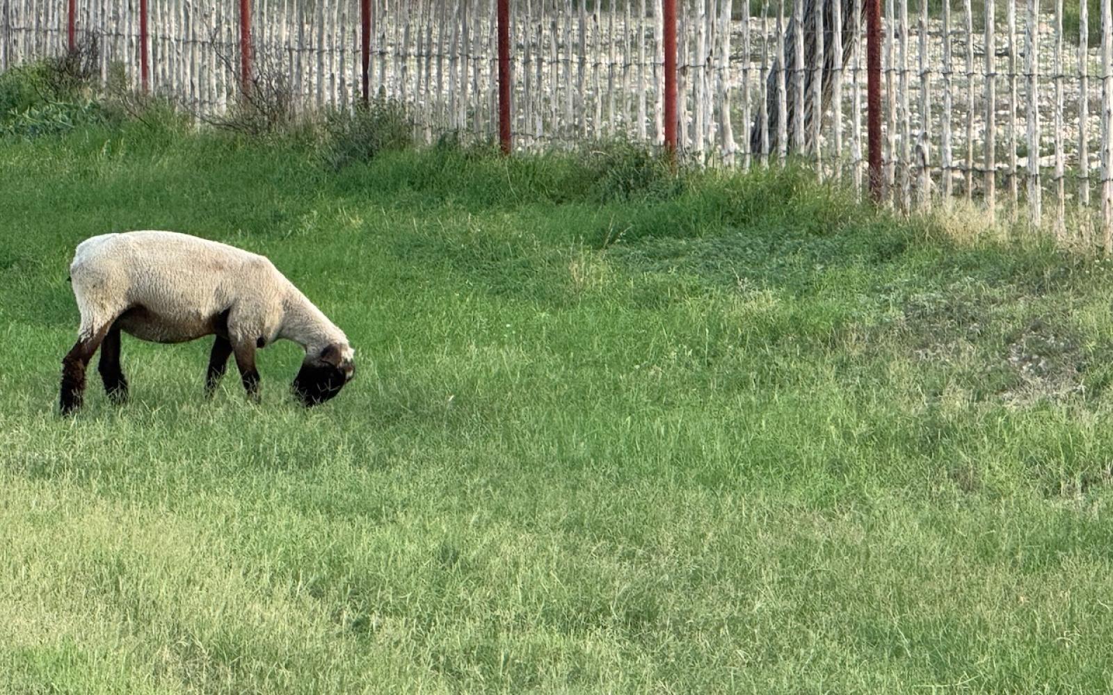 A stray sheep near the Cipher data center land. 
