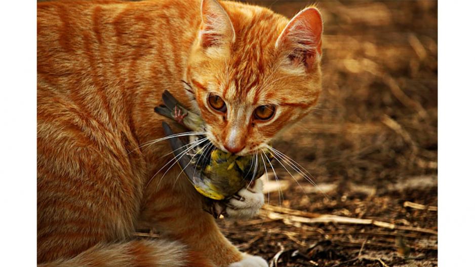 A cat and a bird A cat and a bird