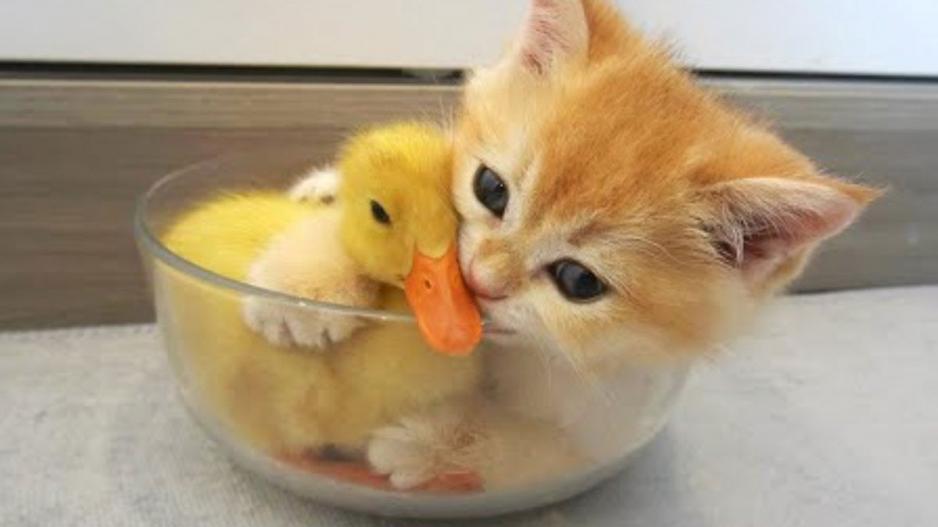 A kitten and a duck. A kitten and a duck.