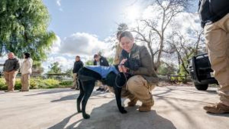 Border Patrol Emotional Support K-9 (Courtesy/CBP) Border Patrol Emotional Support K-9 (Courtesy/CBP)