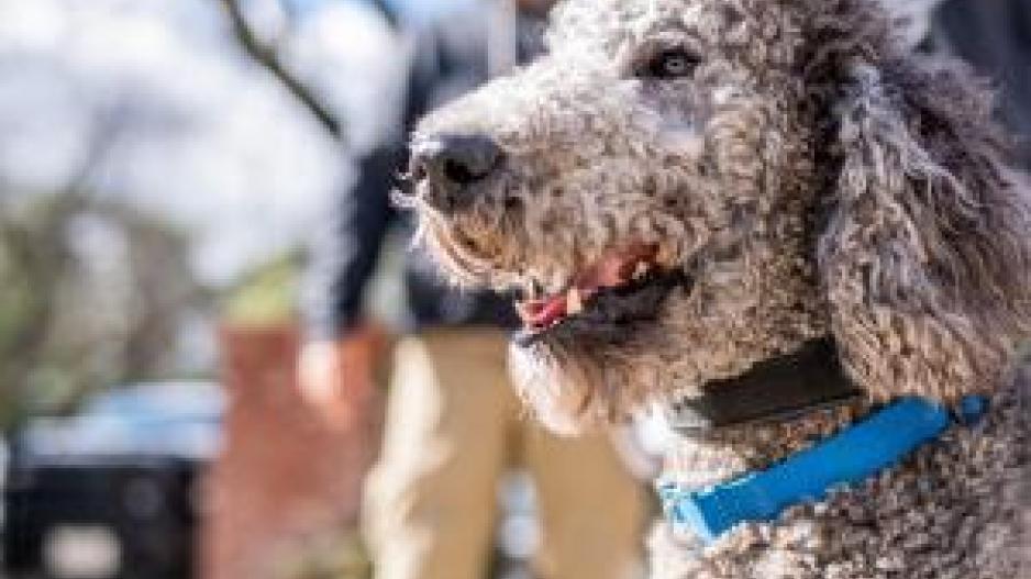 Border Patrol Emotional Support K-9 Poodle (Courtesy/CBP) Border Patrol Emotional Support K-9 Poodle (Courtesy/CBP)