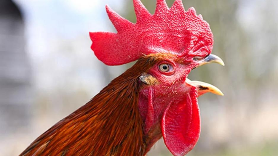 Wilbur Wilbur
