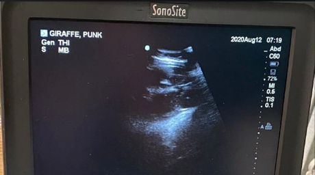 Abilene Zoo giraffe is expecting