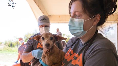 ASPCA San Angelo