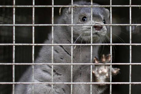 A mink