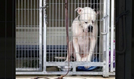 Sad Dog in Kennel