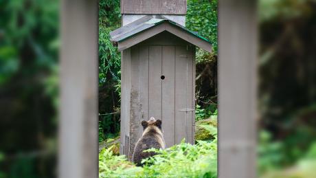 A bear awaiting his turn at an outhouse
