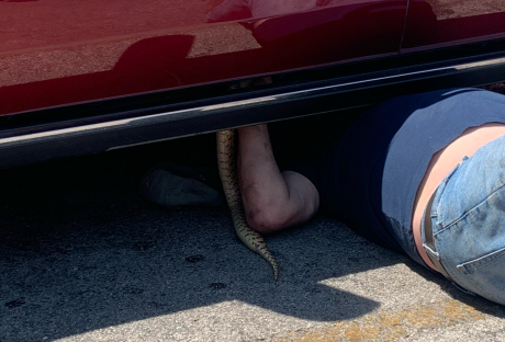 Gigantic Snake Captured in the Dollar Tree Parking Lot