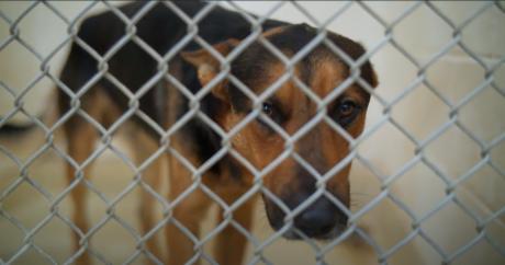 Good boy at the San Angelo Animal Shelter