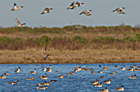 Playa Lake Ducks TPWD (Contributed/TPWD.com)