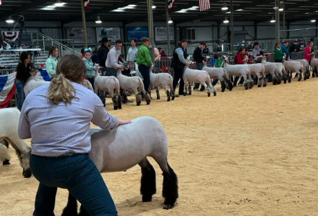 2022 San Angelo Junior Market Lamb Show