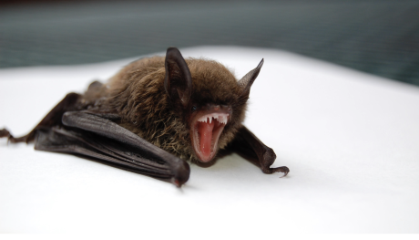 Rabid Bat