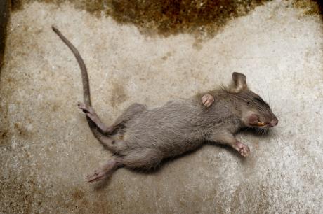 Dead Mouse