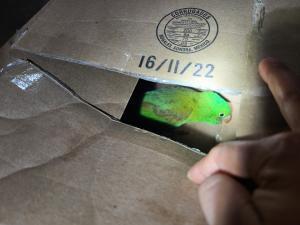 Illegal Parrot Seized by CBP in Eagle Pass (Courtesy/CBP)