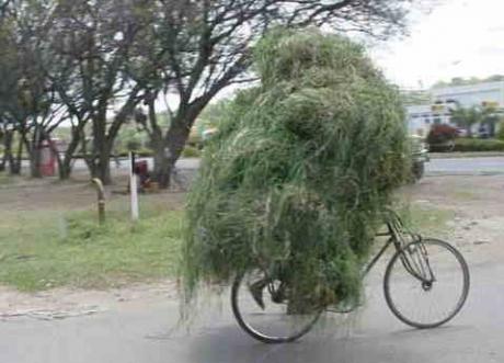 marijuana on a bicycle (Courtesy/cybersalt)