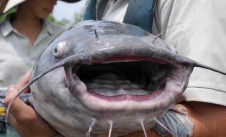 Concho Valley Catfishing Club Hosts Junior Angler Derby (Catfish)