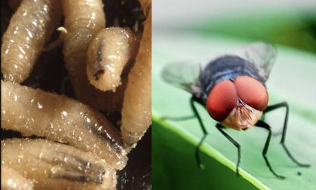 New World Screwworm and its adult Fly form