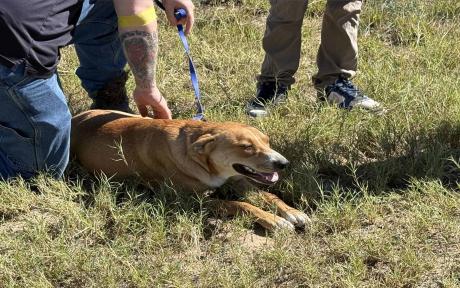A dog was injured Thursday after being dragged by a rope attached to a vehicle outside the San Angelo animal shelter, according to Concho Valley PAWS.