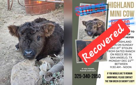 Missing Newborn Heifer Returned After Overnight Search in Tom Green County