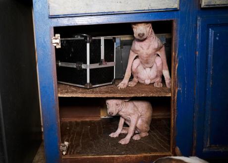 Humane World for Animals assists the Runnels County Sheriff’s Office with the rescue of dozens of dogs and several ducks, chickens and horses from alleged neglect in Ballinger, Texas on Feb. 3, 2026.